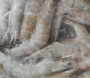 91免费黄片观看厂家解决海鲜水产行业冷库问题 。