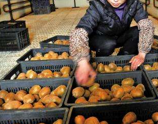 91免费黄片观看厂家