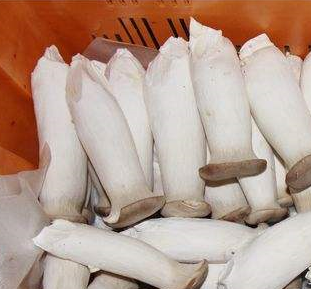 91免费黄片观看厂家