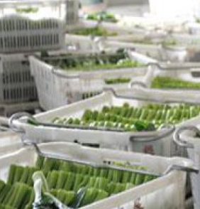 91免费黄片观看安装直销