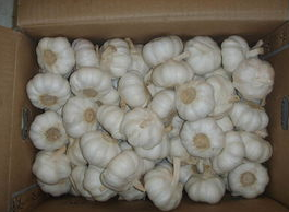 冷库安装厂家告诉你大蒜冷库储存保鲜。