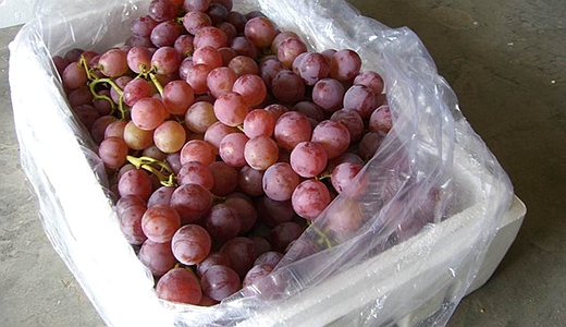 葡萄保鲜冷库建造储存、方法、时间、温度