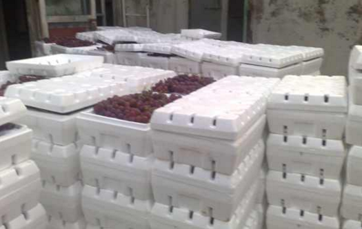 安徽91免费网站在线观看李子储藏李子保鲜库应用