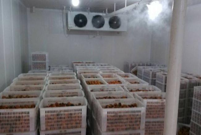 91免费黄片观看安装