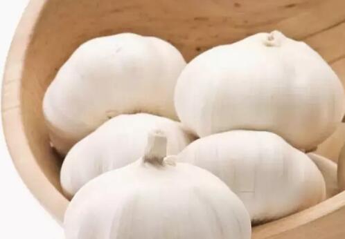 保鲜大蒜的储藏和保鲜方法！91免费黄片观看厂家为你介绍！